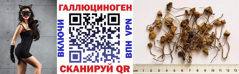 наркота  Киселёвск  Галлюциногенные грибы мухоморы 